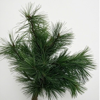 Masson Pine / Long-Needle Pine Branches · Green & Foliage