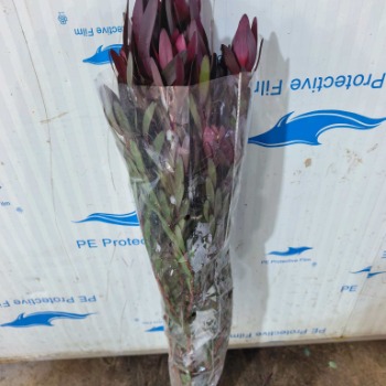 Multi-Head Red Leucadendron Conebush · Red