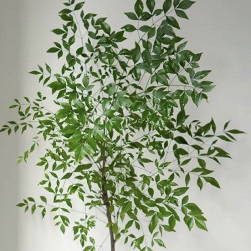 Nandina / Heavenly Bamboo Foliage Branches · Green & Foliage