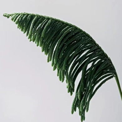 Norfolk Island Pine / Araucaria Branches · Green & Foliage