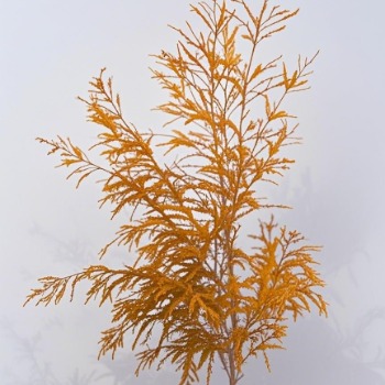 Orange Tinted Melaleuca / Tea Tree Branches · Orange & Coral