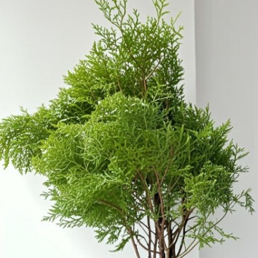 Oriental Arborvitae / Thuja Evergreen Branches · Green & Foliage