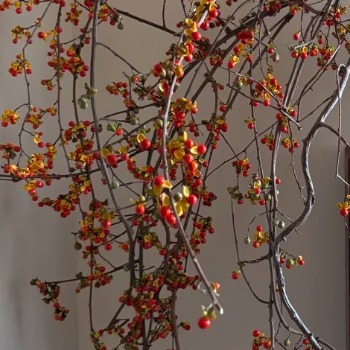 Oriental Bittersweet Vine · Orange & Coral