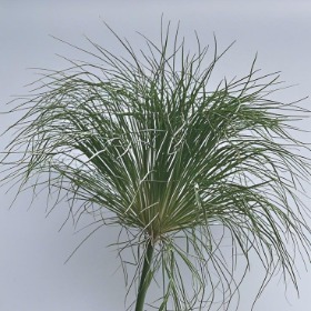 Papyrus / Egyptian Paper Reed Stems · Green & Foliage