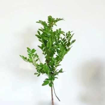 Pistacia / Pepper Tree Foliage Branches · Green & Foliage