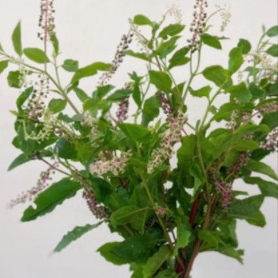 Pokeweed / Phytolacca Berry Stems · Green & Foliage