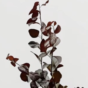 Purple-Leaf Plum / Prunus Cerasifera Branches · Purple & Lavender