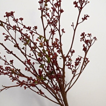 Red Enkianthus / Pagoda Bush Branches · Red