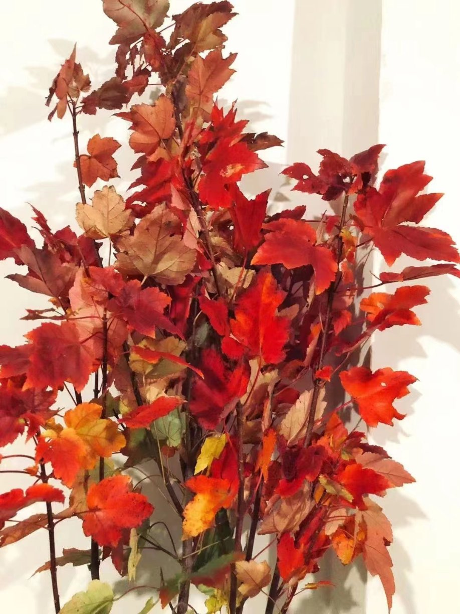 Red Japanese Maple Branches · Red