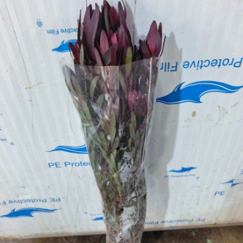 Red Leucadendron / Safari Sunset Conebush · Red