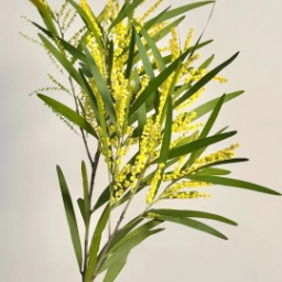 Sarcococca / Sweet Box Glossy Foliage · Green & Foliage