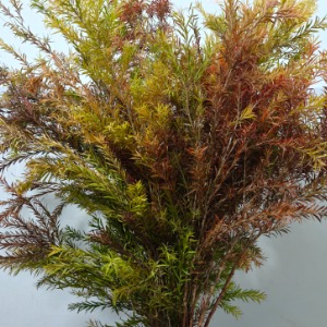 Short-Stem Assorted Tinted Melaleuca Mix · Bicolor & Multi-Color
