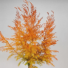 Short-Stem Orange Tinted Melaleuca Foliage · Orange & Coral