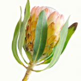 Susara Pink-Burgundy Protea · Pink & Blush